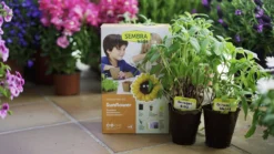 Sembra Kids Sunflower Garden Growing Kit 11 Sembra Kids Sunflower Garden Growing Kit -EcoGrow Store s0016 traditional garden games sembra life 3 jpg