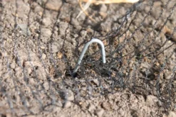 Steel Pegs - Pack Of 30 7 Steel Pegs - Pack Of 30 -EcoGrow Store steels peg 2 jpg