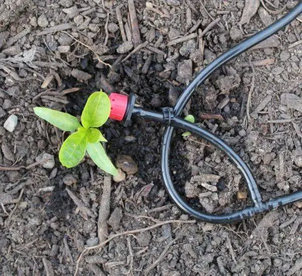 WaterMate Pro Automatic Greenhouse & Polytunnel Watering System 12 WaterMate Pro Automatic Greenhouse & Polytunnel Watering System - Image 10